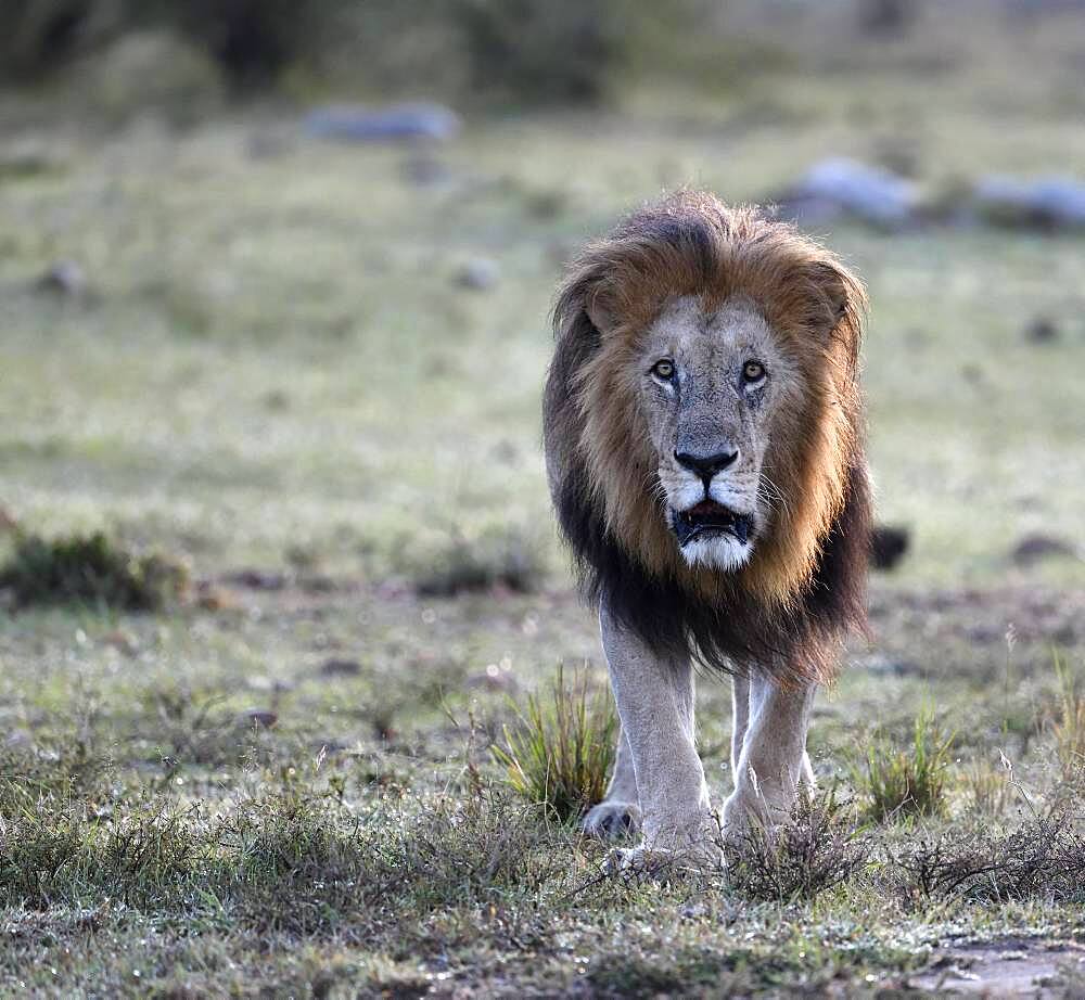 Lion (Panthera leo) at sunrise in the grass savannah, Masai Mara Game Reserve, Kenya, Africa