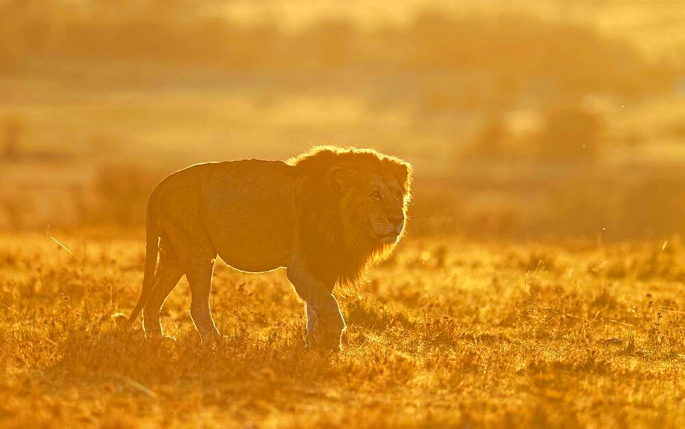 Lion (Panthera leo) at sunrise in the grass savannah, Masai Mara Game Reserve, Kenya, Africa