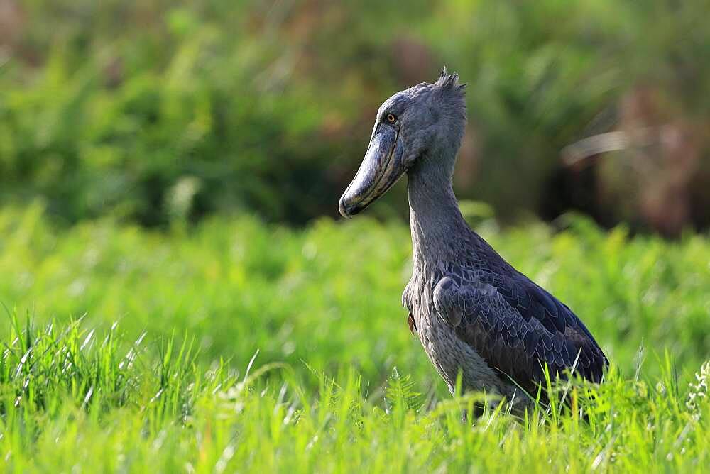 Shoebill (Balaeniceps rex), foraging, Mabamba Swamp, Uganda, Africa