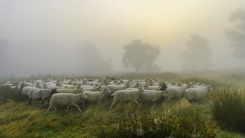 Flock of sheep in the heath at the Thuelsfeld dam at sunrise in the fog, County of Cloppenburg, Lower Saxony, Germany, Europe