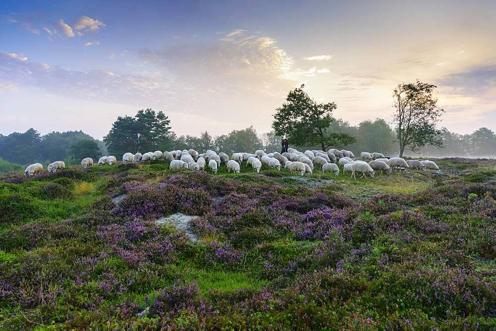 Shepherd with a flock of sheep in the heath at the Thuelsfeld dam at sunrise in the fog, pine, tree, district of Cloppenburg, Lower Saxony, Germany, Europe