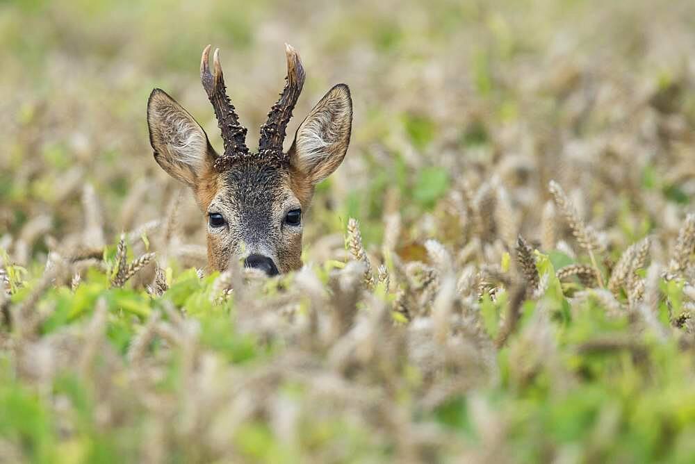 Portrait of a buck (Capreolus capreolus) in a cornfield, Goldenstedt, Lower Saxony, Germany, Europe