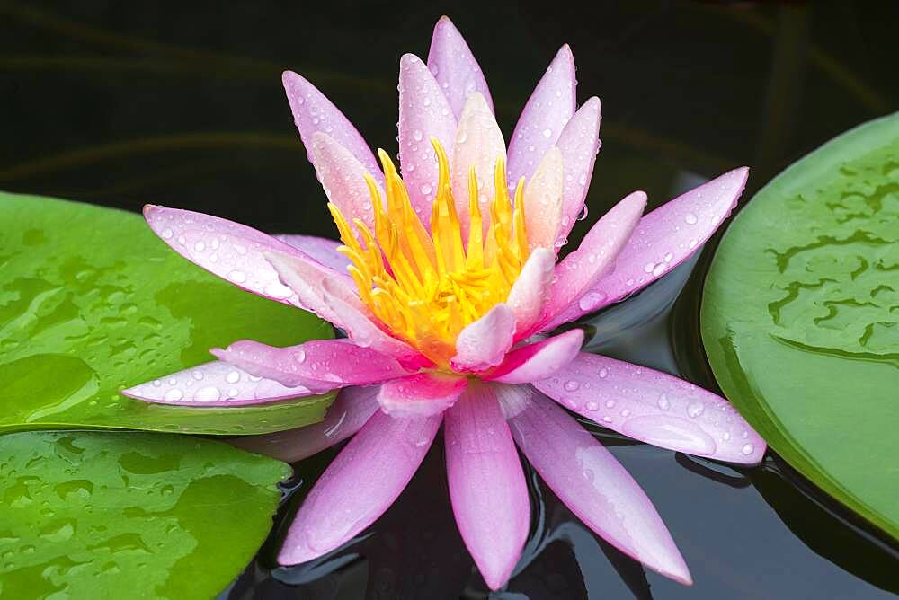 Pink water lily (Nymphaea), variety American European Starling, Baden-Wuerttemberg, Germany, Europe