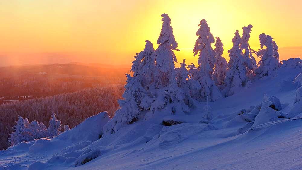 Snowy Spruces (Picea) on the winterly snowy chunk at sunset, winter, snow, resin, mountain, Schierke, Saxony-Anhalt, Germany, Europe