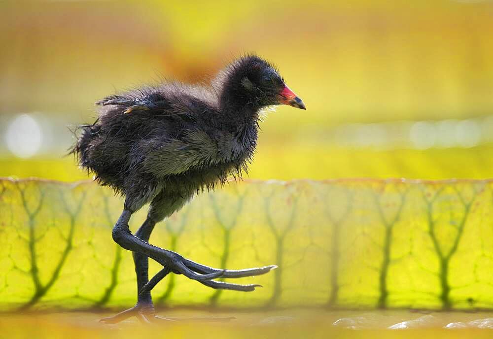 Common moorhen (Gallinula chloropus), young animal, chick, on leaves of the giant water lily (Victoria amazonica), Baden-Wuerttemberg, Germany, Europe