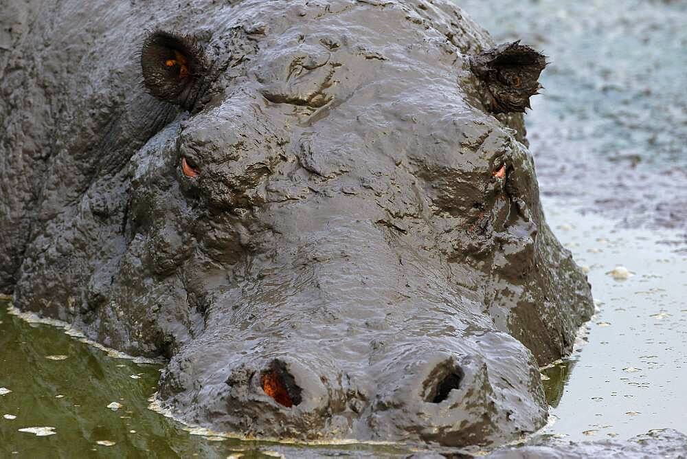 Hippo (Hippopotamus amphibius) bathing in mud, animal portrait, Queen Elisabeth National Park, Uganda, Africa