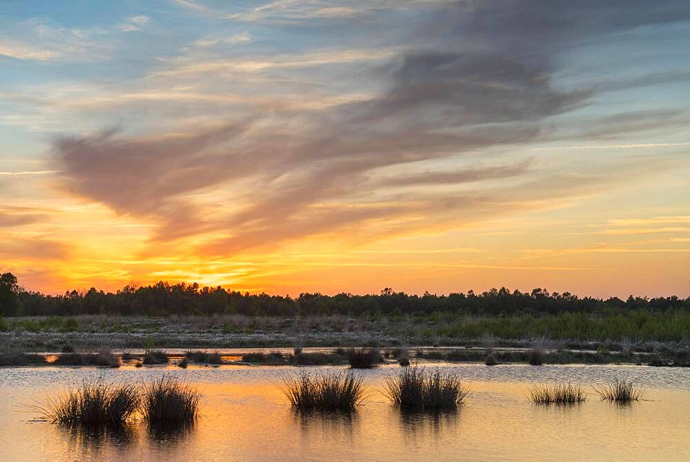 Sunset at a bog pond, Goldenstedter Moor, Oldenburger Muensterland, Lower Saxony, Germany, Europe