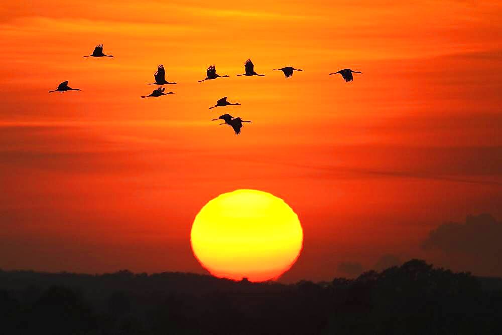 Migrating cranes (grus grus) in autumn in front of setting sun, Goldenstedter Moor, bird migration, Oldenburger Muensterland, Lower Saxony, Germany, Europe