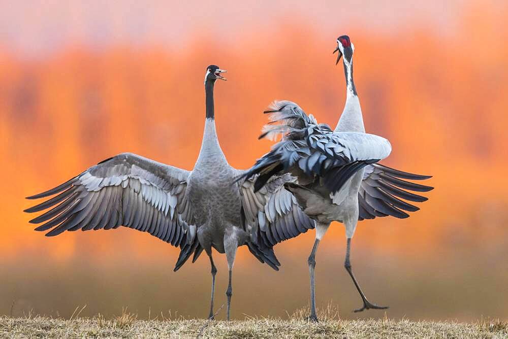 Cranes (grus grus) perform courtship display with flapping wings, Dance of the Cranes, Vaestergoetland, Sweden, Europe