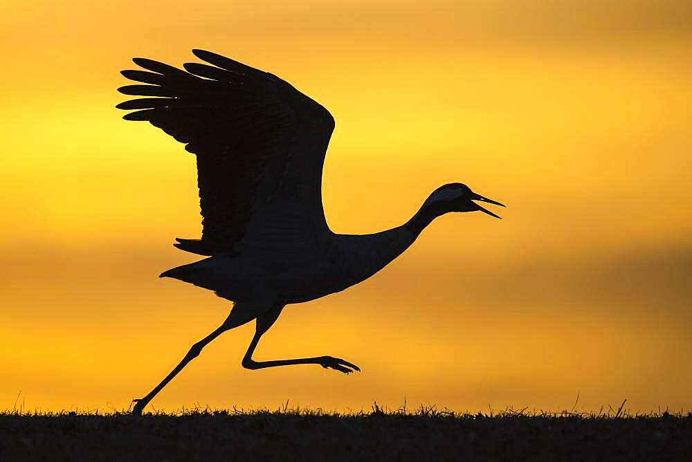 Flying crane (grus grus) in front of morning sky, silhouette, sunrise, Vaestergoetland, Sweden, Europe