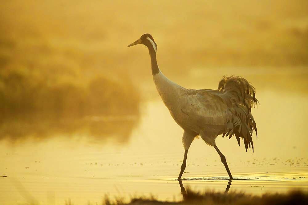 Crane (grus grus) at sunrise, walking in water in a misty bog, Vaestergoetland, Sweden, Europe