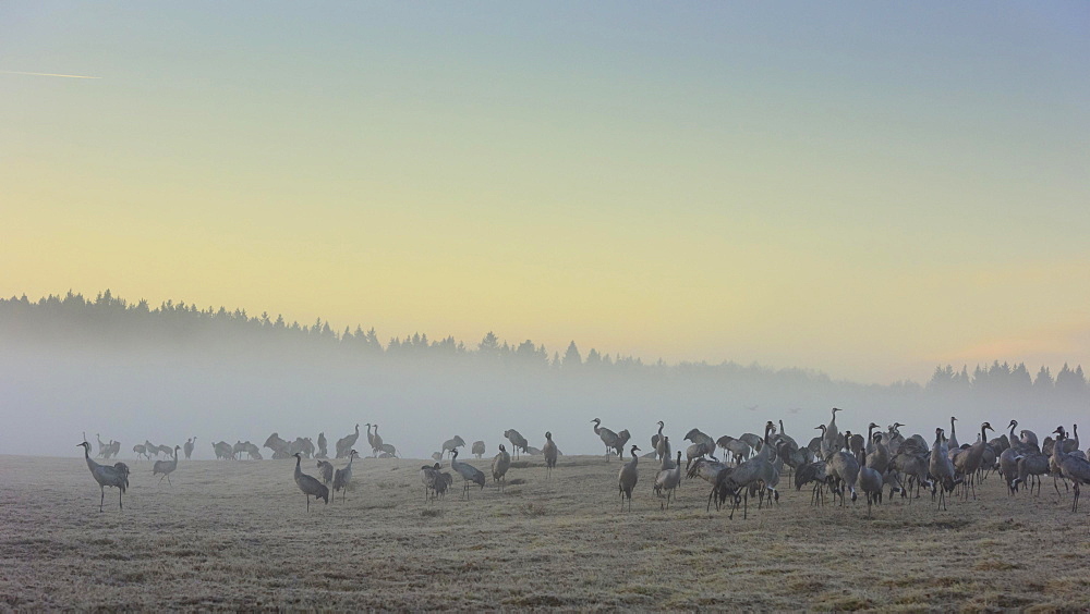 Resting cranes (grus grus) at daybreak, flock of birds, migratory birds, bird migration, courtship display, Vaestergoetland, Sweden, Europe