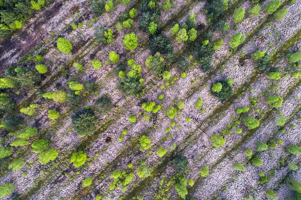 Aerial view, Birches (Betula) in rewetted peat bogs in the Goldenstedter Moor, Goldenstedt, Oldenburger Muensterland, Lower Saxony, Germany, Europe