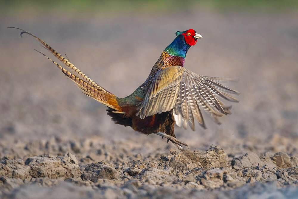 Male Pheasant (Phasianus colchicus) courtship, Oldenburger Muensterland, Osterfeine, Lower Saxony, Germany, Europe