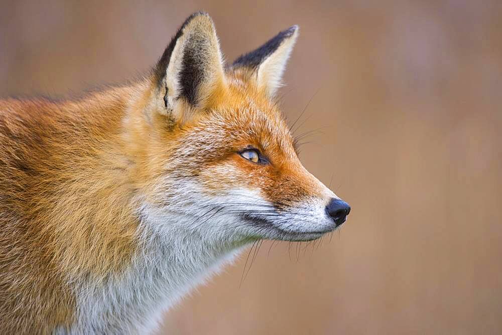 Red fox (Vulpes vulpes) in winter coat, portrait, Netherlands