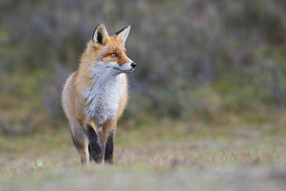 Red fox (Vulpes vulpes) in winter coat, attentive, Netherlands