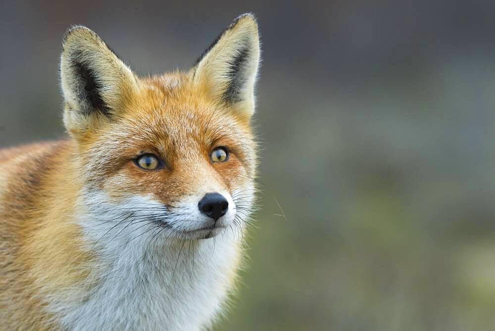 Red fox (Vulpes vulpes) in winter coat, portrait, Netherlands