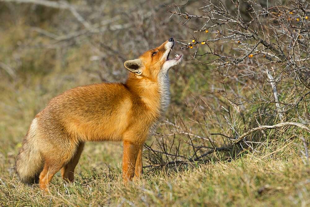 Red fox (Vulpes vulpes) eats fruit on the sea buckthorn bushes, Netherlands