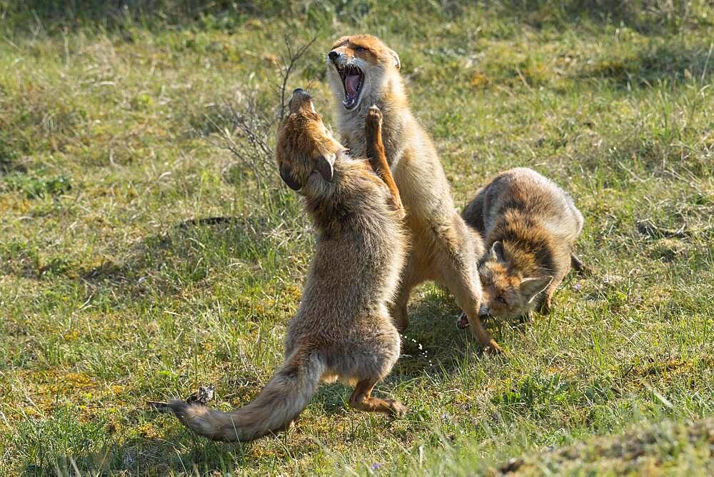 Red fox (Vulpes vulpes) fighting, Netherlands