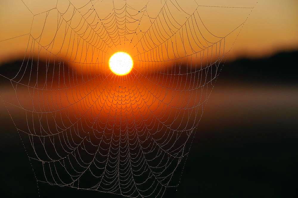 Sunrise, cobweb with morning dew and ground fog, North Rhine-Westphalia, Germany, Europe