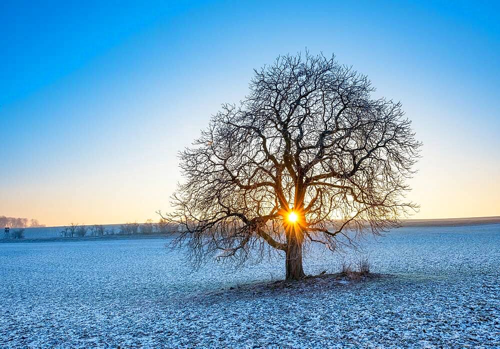 Sun shines through solitary horse chestnut Aesculus on field with little snow in winter, blue sky, Burgenlandkreis, Saxony-Anhalt, Germany, Europe