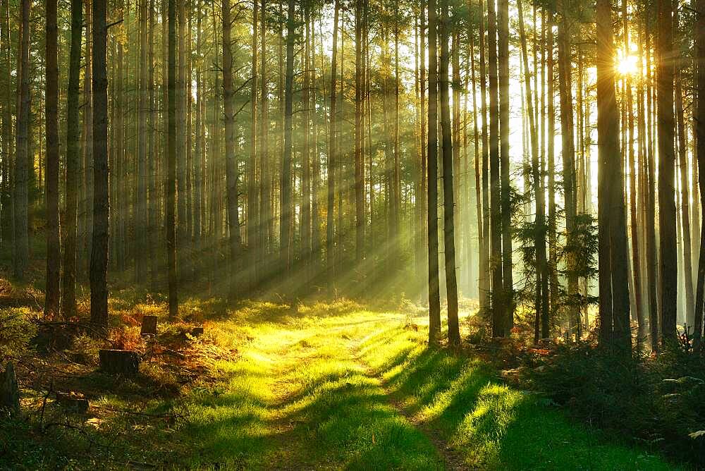 Forest path through pine forest in the morning light, sun shines through fog, near Paulinzella, Thuringia, Germany, Europe