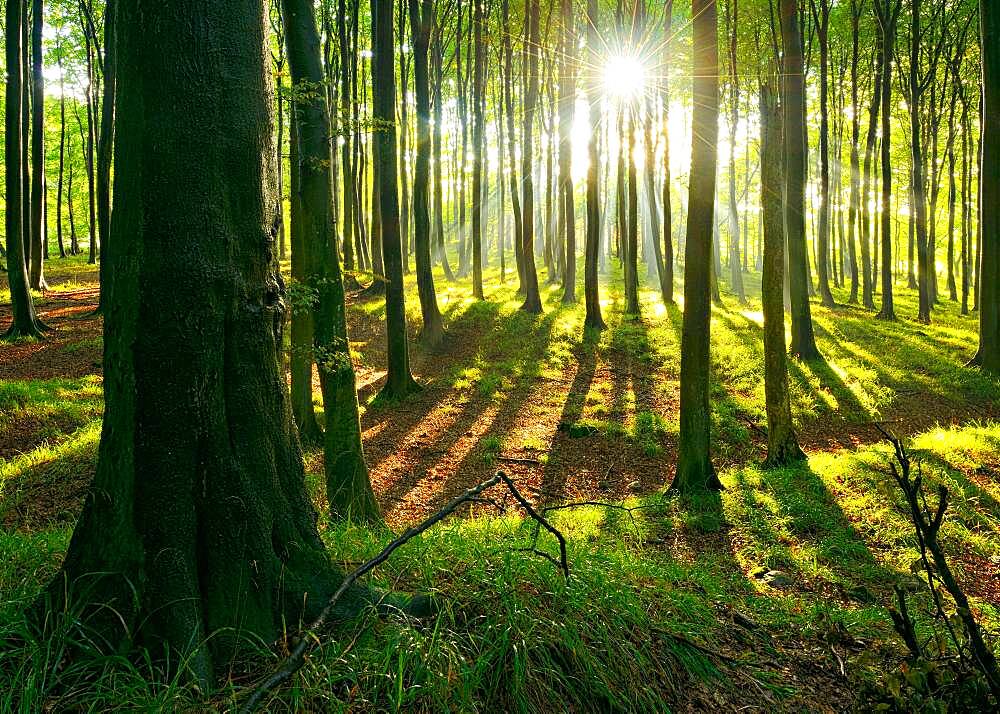 Sunny natural beech forest, sun shines through haze after rain showers, Stubnitz, Jasmund National Park, UNESCO World Heritage Old Beech Forests, Island of Ruegen, Mecklenburg-Western Pomerania, Germany, Europe