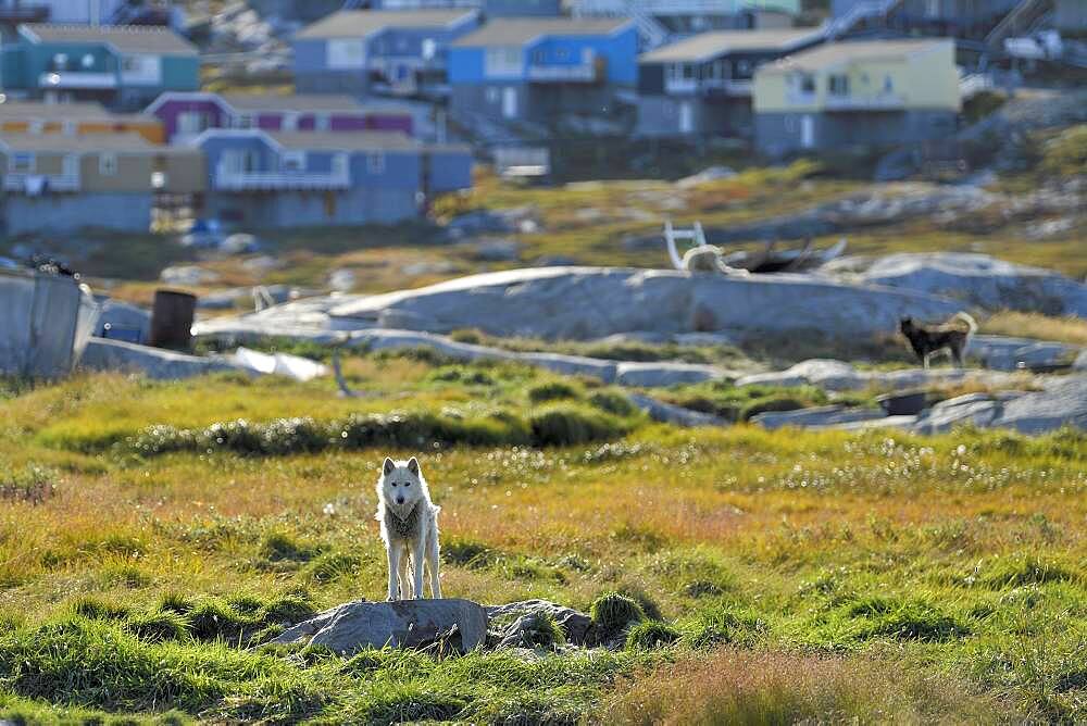 Greenland dog standing on a rocky plateau, behind wooden houses of the town, Ilulissat, West Greenland, Greenland, North America