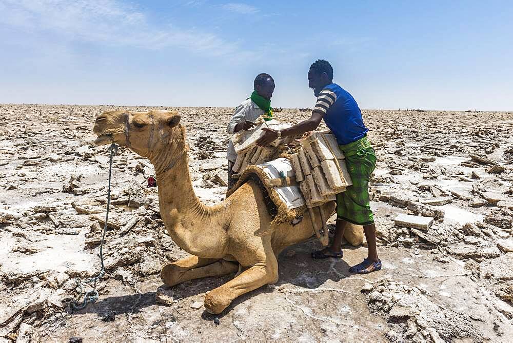 Afar nomads loading dromedary with salt plates from dry salt lake, near Dallol, Danakil Depression, Afar Region, Ethiopia, Africa