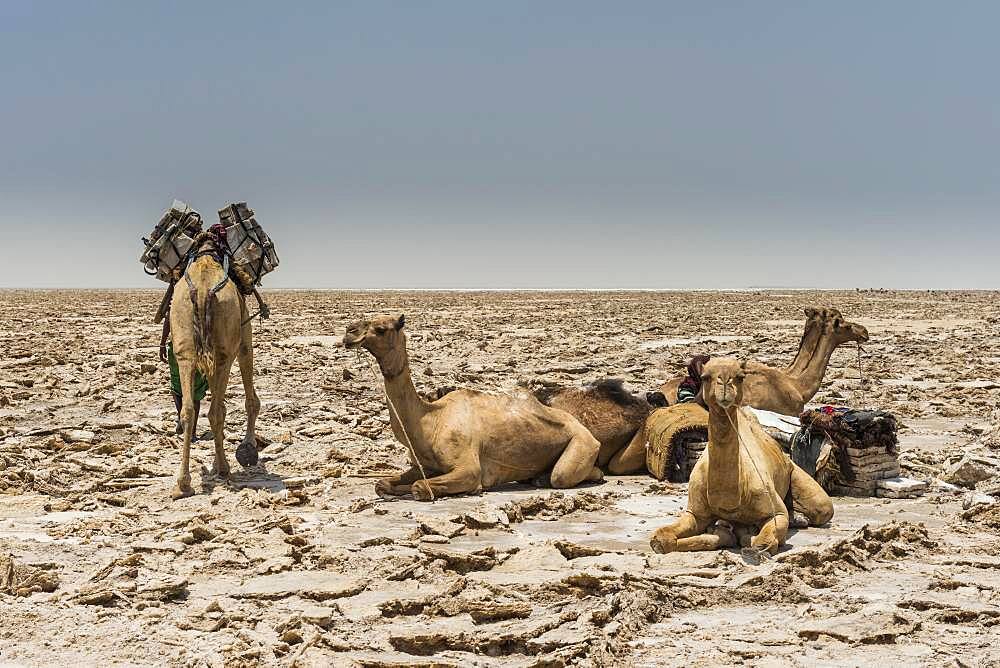 Dromedaries lie in dry salt lake, are loaded with salt plates, near Dallol, Danakil depression, Afar region, Ethiopia, Africa