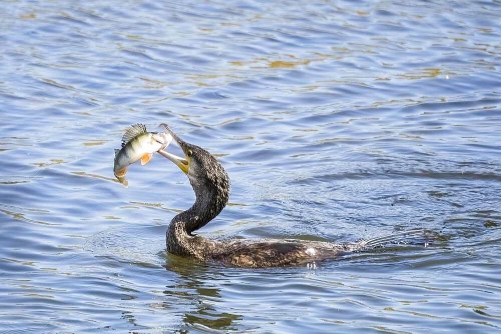 Great cormorant ( Phalacrocorax carbo) with captured European perch ( Perca fluviatilis) Hesse, Germany, Europe