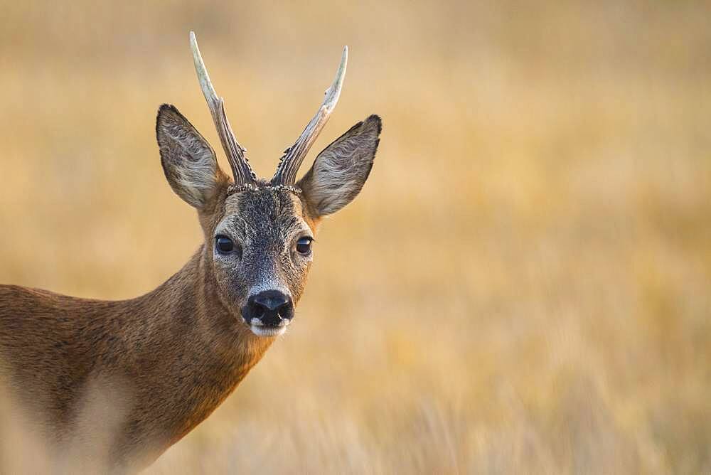 Portrait, bock ( Capreolus capreolus) , Lower Saxony, Germany, Europe