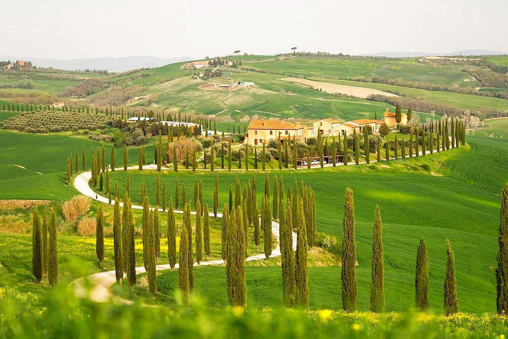 Curvy road with cypresses near Asciano, Tuscany, Italy, Europe