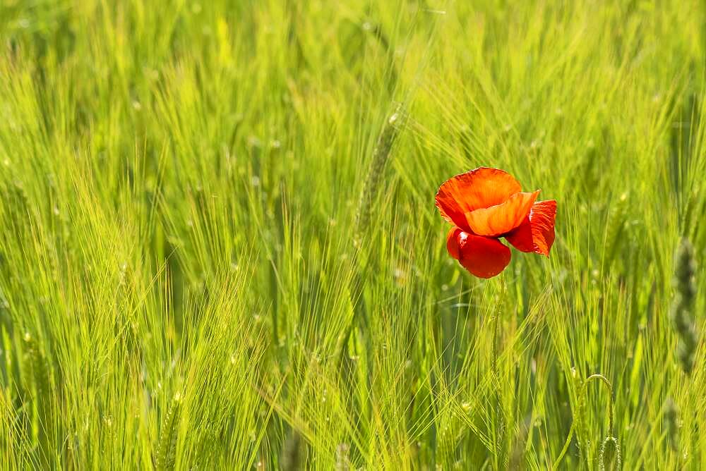 Blooming red poppy (Papaver) in a barley field, Upper Bavaria, Bavaria, Munich, Germany, Europe