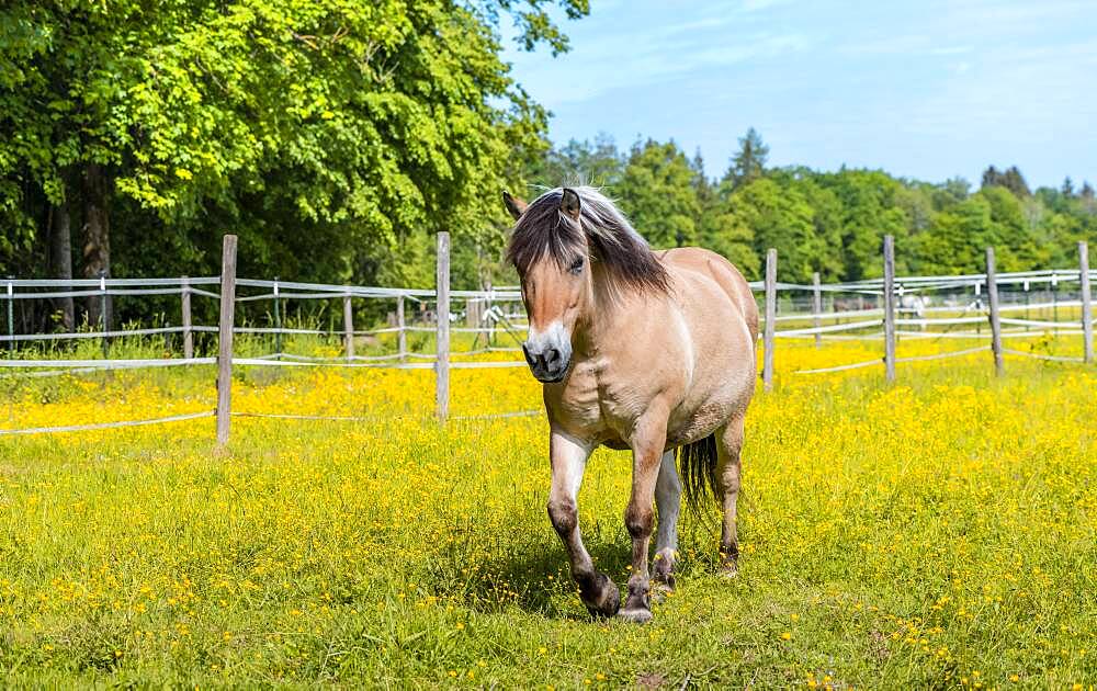 Light brown horse with black and white mane in a paddock, yellow flower meadow, Upper Bavaria, Bavaria, Germany, Europe