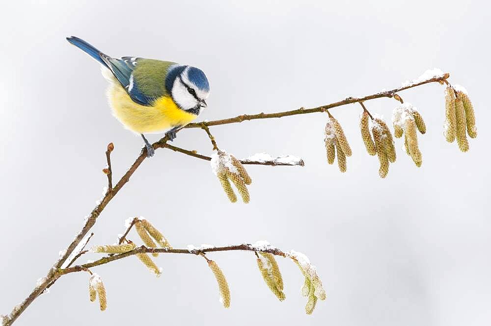 Blue Tit ( Cyanistes caeruleus) on a branch with hazelnut catkins, winter, Lower Saxony, Germany, Europe