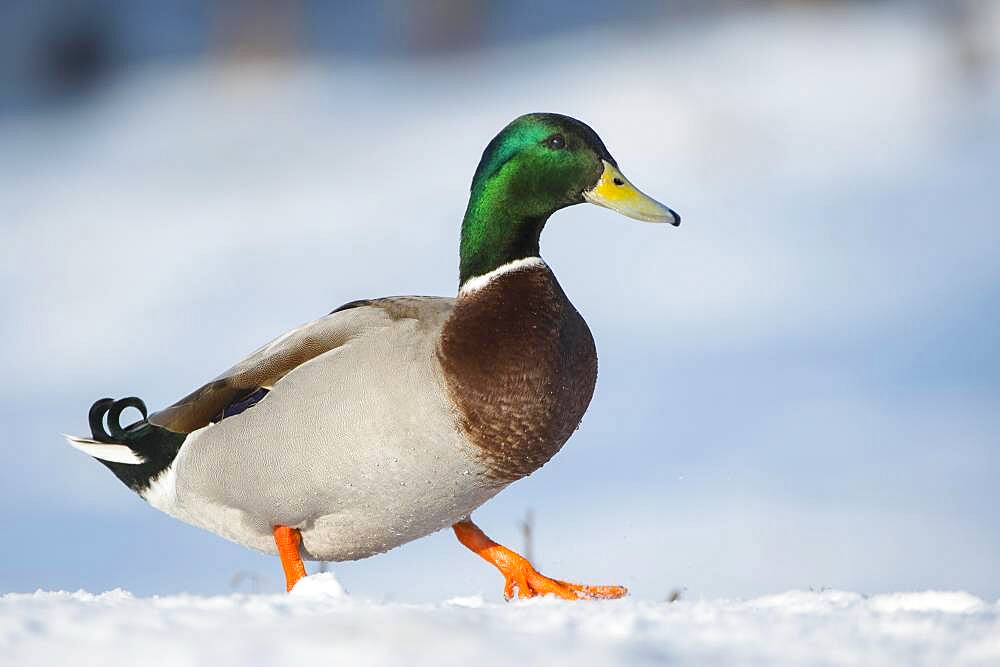 Mallard ( Anas platyrhynchos) walking in the snow, drake, male, Lower Saxony, Germany, Europe