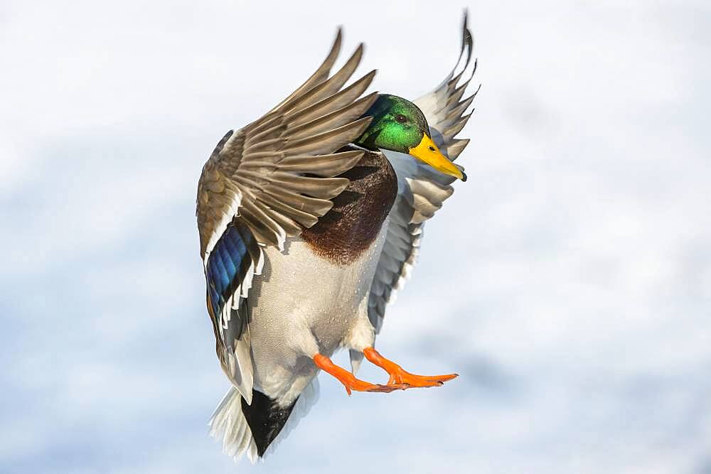 Flying Mallard ( Anas platyrhynchos) on approach, drake, male, Lower Saxony, Germany, Europe