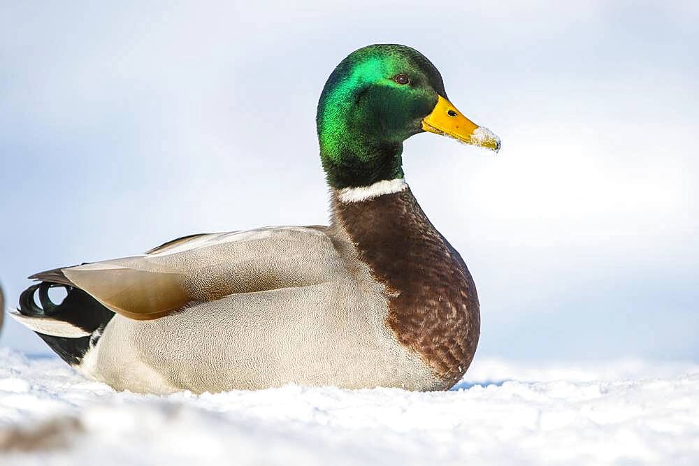 Mallard ( Anas platyrhynchos) sitting in the snow, drake, male, Lower Saxony, Germany, Europe