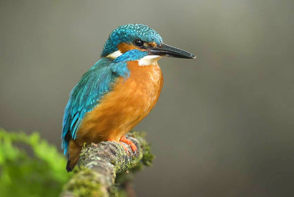 Common kingfisher ( Alcedo atthis) on Ansitzwarte, Netherlands