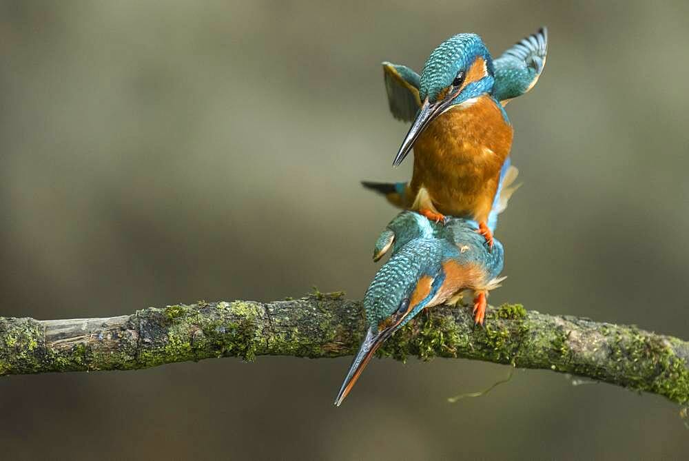 Common kingfisher ( Alcedo atthis) during mating at Ansitzwarte, Fortplatzung, Netherlands