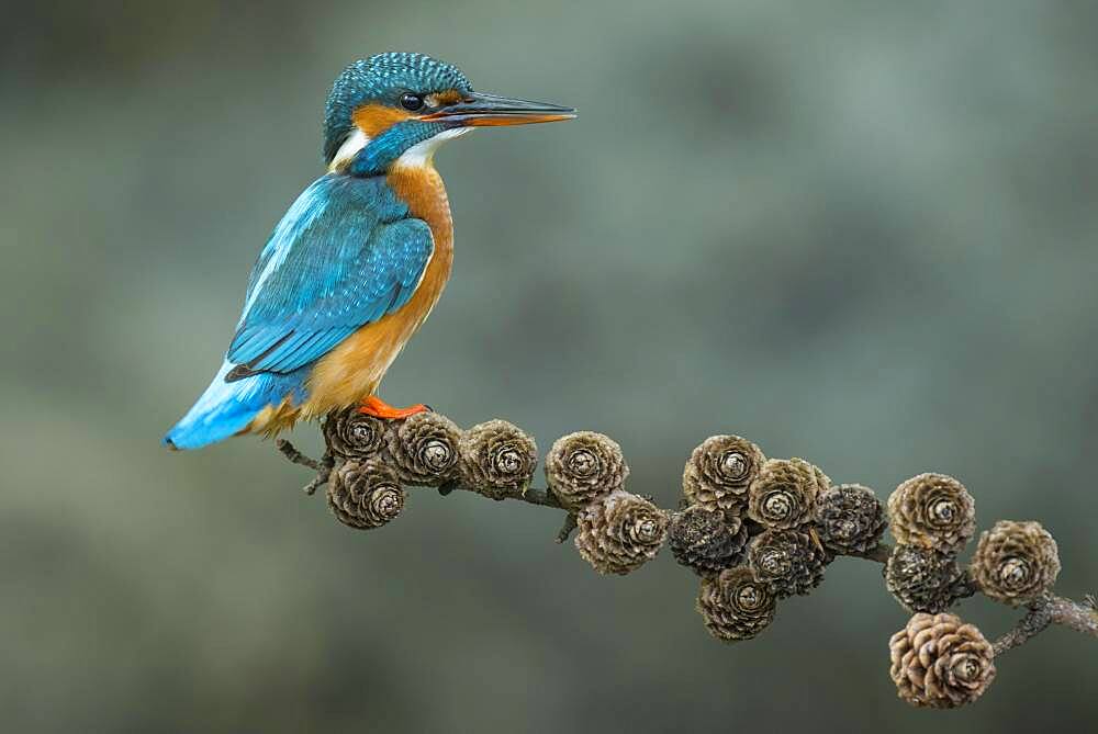 Common kingfisher ( Alcedo atthis) on Ansitzwarte, Netherlands