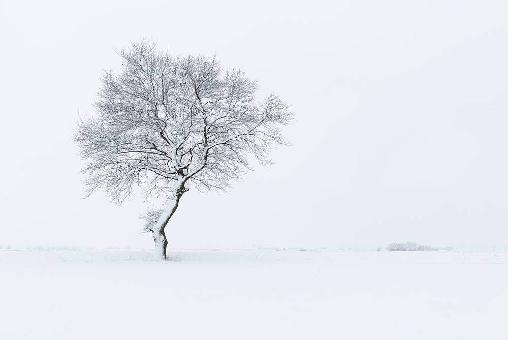 Snowy oak tree in a misty winter landscape, Lower Saxony, Germany, Europe