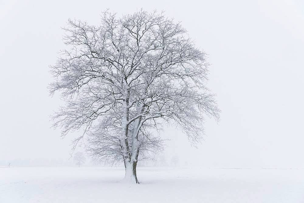Snowy oak tree in a misty winter landscape, Lower Saxony, Germany, Europe