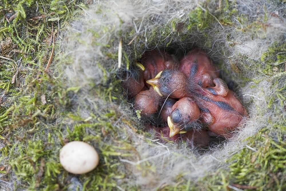 Boy Coal tits (Parus ater) Emsland, Lower Saxony, Germany, Europe