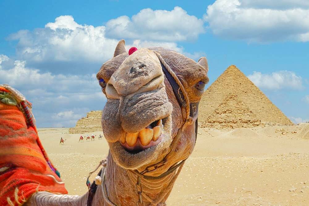 Camel in front of the pyramids of Giza, Giza, Cairo, Egypt, Africa