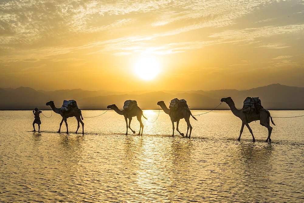 Camels loaded with rock salt plates walk through a salt lake, Danakil depression, Ethiopia, Africa