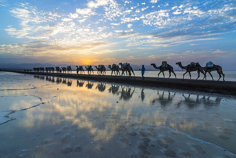 Camels loaded with rock salt slabs walk at sunset through a salt lake, salt desert, Danakil depression, Ethiopia, Africa