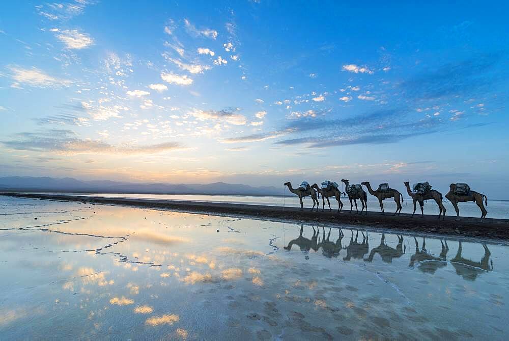 Camels loaded with rock salt slabs walk at sunset through a salt lake, salt desert, Danakil depression, Ethiopia, Africa