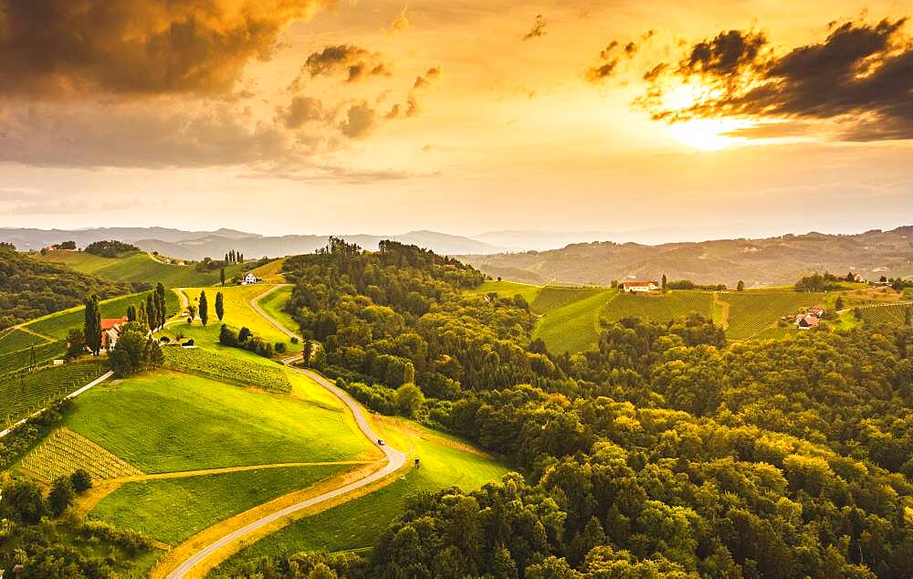 Aerial view, Vineyards in the evening light, South Styria, Austria, Europe